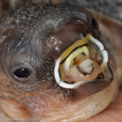 Bengalese finch, Manon, Bengalim do Japã, Japanisches Mövchen (Lonchura striata dom.)
