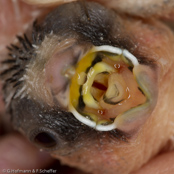 Bengalese finch, Manon, Bengalim do Japã, Japanisches Mövchen (Lonchura striata dom.)