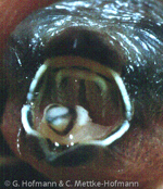 Black Munia, Capuchinho-preto, Hadesnonne,  (Lonchura stygia), Black Mannikin, panenka temn,   Hadesschilffink, Capuchino Negro, nokimanikki, Capucin noir, Cappuccino nero,   kurokimpara, クロキンパラ, Zwarte Rietvink, mniszka czarna, mníška cierna