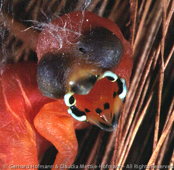 Black-crowned Waxbill,  Nonnenastrild, (Estrilda nonnula),  astrild černotemenný,   Nonneastrild,  Astrild de Corona Negra,  hirssivahanokka, Astrild nonnette, Astrilde nonnetta,   kurogamikaedechou,  クロガミカエデチョウ, Nonastrild, astryld bialobrzuchy,   astrilda ciapockatá