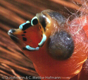 Black-crowned Waxbill,  Nonnenastrild, (Estrilda nonnula),  astrild černotemenný,   Nonneastrild,  Astrild de Corona Negra,  hirssivahanokka, Astrild nonnette, Astrilde nonnetta,   kurogamikaedechou,  クロガミカエデチョウ, Nonastrild, astryld bialobrzuchy,   astrilda ciapockatá
