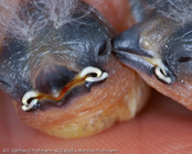 Black-crowned Waxbill,  Nonnenastrild, (Estrilda nonnula),  astrild černotemenný,   Nonneastrild,  Astrild de Corona Negra,  hirssivahanokka, Astrild nonnette, Astrilde nonnetta,   kurogamikaedechou,  クロガミカエデチョウ, Nonastrild, astryld bialobrzuchy,   astrilda ciapockatá