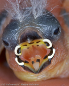 Black-crowned Waxbill,  Nonnenastrild, (Estrilda nonnula),  astrild černotemenný,   Nonneastrild,  Astrild de Corona Negra,  hirssivahanokka, Astrild nonnette, Astrilde nonnetta,   kurogamikaedechou,  クロガミカエデチョウ, Nonastrild, astryld bialobrzuchy,   astrilda ciapockatá