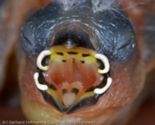 Black-crowned Waxbill,  Nonnenastrild, (Estrilda nonnula),  astrild černotemenný,   Nonneastrild,  Astrild de Corona Negra,  hirssivahanokka, Astrild nonnette, Astrilde nonnetta,   kurogamikaedechou,  クロガミカエデチョウ, Nonastrild, astryld bialobrzuchy,   astrilda ciapockatá