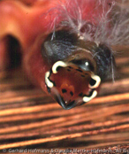 Black-headed Waxbill, Bico de lacre de cabeca preta, Kappenastrild,(Estrilda atricapilla), astrild černohlavý, Sortkappet Astrild, Astrild de Cabeza Negra,  metsävahanokka, Astrild à tête noire, Astrilde testanera, kurobashikaedechou,   ズグロカエデチョウ, Zwartkapastrild, astryld czarnoglowy, Bico de lacre de cabeca preta, astrilda ciernohlavá
