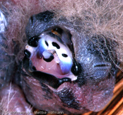 Blue-capped Cordonbleu, PEITO CELESTE DE CABEÇA AZUL,  Blaukopfastrild, (Uraeginthus cyanocephalus), Peito celeste,  motýlek modrohlavý,   Blåhovedet Sommerfuglefinke,   Cordón Azul de Capa Azul,   sinipääpeippo,   Cordonbleu cyanocéphale,   Cordon blu dal cappuccio,   rurigashiraseikichou,   ルリガシラセイキチョウ, Blauwkopastrild,  motylik blekitnoglowy,  motýlik modrohlavý