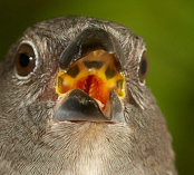 Brown Twinspot, Pintadinho-castanho, Brauner Tropfenastrild,  (Clytospiza monteiri), Monteiroastrild, vločkovník hnědý, Brun Dråbeastrild, Pinzón Dos Puntos Castaño, pilkkuvatsapeippo, Sénégali brun, Amaranto di Monteir, chabaraararechou, チャバラアラレチョウ, Bruine Druppelastrild, kroplik brazowobrzuchy, Pintadinho Castanho, vlockovník hnedý