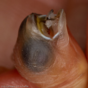 Chestnut-breasted Munia, Braunbrust-Schilffink,,Capuchinho-de-peito-castanho, (Lonchura castaneothorax), Chestnut-breasted Mannikin, panenka hnědoprsá, Brunbrystet, Sivfinke, Capuchino de Pecho Castaño, ruskorintamanikki, Capucin donacole, Cappuccino pettocastano, shimakokin, シマコキン, Bruinborst-rietvink, mniszka przepasana, Каштановогрудая амадина, mníška hnedoprsá