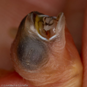Chestnut-breasted Munia, Braunbrust-Schilffink,,Capuchinho-de-peito-castanho, (Lonchura castaneothorax), Chestnut-breasted Mannikin, panenka hnědoprsá, Brunbrystet, Sivfinke, Capuchino de Pecho Castaño, ruskorintamanikki, Capucin donacole, Cappuccino pettocastano, shimakokin, シマコキン, Bruinborst-rietvink, mniszka przepasana, Каштановогрудая амадина, mníška hnedoprsá
