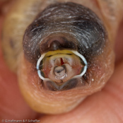 Chestnut-breasted Munia, Braunbrust-Schilffink,,Capuchinho-de-peito-castanho, (Lonchura castaneothorax), Chestnut-breasted Mannikin, panenka hnědoprsá, Brunbrystet, Sivfinke, Capuchino de Pecho Castaño, ruskorintamanikki, Capucin donacole, Cappuccino pettocastano, shimakokin, シマコキン, Bruinborst-rietvink, mniszka przepasana, Каштановогрудая амадина, mníška hnedoprsá