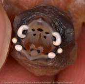 Crimson-rumped Waxbill, Bico-de-lacre-bico-preto, Zügelastrild (Estrilda rhodopyga), astrild žlutobřichý, Tøjleastrild, Astrild de Lomo Rojo, ruostevahanokka, Astrild à croupion rose, Astrilde dal groppone rosso, miyamakaedechou, アカバネカエデチョウ, Teugelastrild, astryld czerwonoskrzydly, astrilda plavá