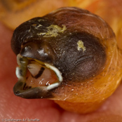 Dusky Mannikin, Capuchinho-fusco, Borneobronzemännchen, (Lonchura fuscans), Dusky Munia, panenka bornejská, Borneobronzefinke, Capuchino Oscuro, borneonmanikki, Capucin sombre, Cappuccino bruno, kogechakimpara,   コゲチャキンパラ, Borneo-bronzemannetje, mniszka ciemna, mníška tmavá