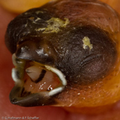 Dusky Mannikin, Capuchinho-fusco, Borneobronzemännchen, (Lonchura fuscans), Dusky Munia, panenka bornejská, Borneobronzefinke, Capuchino Oscuro, borneonmanikki, Capucin sombre, Cappuccino bruno, kogechakimpara,   コゲチャキンパラ, Borneo-bronzemannetje, mniszka ciemna, mníška tmavá