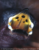 Dyboski's Twinspot, Dybowski Tropfenastrild, (Euschistospiza dybowskii), vločkovník rudohřbetý, Dybowskidråbeastrild, Pinzón Dos Puntos de Dybowski, harmaatäpläpeippo, Sénégali à ventre noir, Amaranto di Dybowski, haiiroararechou, ハイイロアラレチョウ, Dybowski-astrild, kroplik Dybowskiego, vlockovník cervenochrbtý