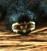 Dyboski's Twinspot, Dybowski Tropfenastrild, (Euschistospiza dybowskii), vločkovník rudohřbetý, Dybowskidråbeastrild, Pinzón Dos Puntos de Dybowski, harmaatäpläpeippo, Sénégali à ventre noir, Amaranto di Dybowski, haiiroararechou, ハイイロアラレチョウ, Dybowski-astrild, kroplik Dybowskiego, vlockovník cervenochrbtý