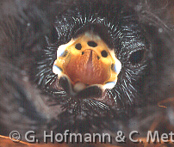 Dyboski's Twinspot, Dybowski Tropfenastrild, (Euschistospiza dybowskii), vločkovník rudohřbetý, Dybowskidråbeastrild, Pinzón Dos Puntos de Dybowski, harmaatäpläpeippo, Sénégali à ventre noir, Amaranto di Dybowski, haiiroararechou, ハイイロアラレチョウ, Dybowski-astrild, kroplik Dybowskiego, vlockovník cervenochrbtý