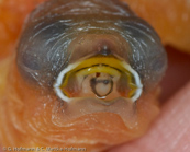 Five-colored Munia, Fünffarbennonne, Capuchinho-de-castanho-e-branco, (Lonchura quinticolor),Chestnut-and-white Munia,panenka pětibarvá, Femfarvet Nonne, Capuchino Castaño y Blanco, timorinmanikki, Capucin coloré, Cappuccino dai cinque colori, goshikikimpara, ゴシキキンパラ,  Vijfkleurennon, mniszka kasztanowoglowa, mníška pätfarebná