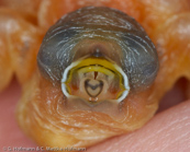 Five-colored Munia, Fünffarbennonne, Capuchinho-de-castanho-e-branco, (Lonchura quinticolor),Chestnut-and-white Munia,panenka pětibarvá, Femfarvet Nonne, Capuchino Castaño y Blanco, timorinmanikki, Capucin coloré, Cappuccino dai cinque colori, goshikikimpara, ゴシキキンパラ,  Vijfkleurennon, mniszka kasztanowoglowa, mníška pätfarebná