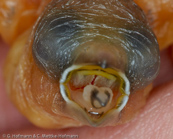 Five-colored Munia, Fünffarbennonne, Capuchinho-de-castanho-e-branco, (Lonchura quinticolor),Chestnut-and-white Munia,panenka pětibarvá, Femfarvet Nonne, Capuchino Castaño y Blanco, timorinmanikki, Capucin coloré, Cappuccino dai cinque colori, goshikikimpara, ゴシキキンパラ,  Vijfkleurennon, mniszka kasztanowoglowa, mníška pätfarebná