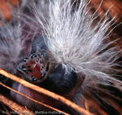 Goldbreast, Ventre-Laranja, Goldbrüstchen, (Amandava subflava),  Bico-de-lacre-peito-laranja, zlatoprska malá, Guldbrystet Astrild, Bengalí Cebra, kultatiikeripeippo,Bengali zébré, Bengalino pettodorato, shimabenisuzume,  シマベニスズメ,  Goudbuikje, bengalik zlotobrzuchy,  amandava zlatoprska,  Guldbröstad astrild