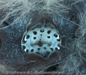 Goldbreast, Ventre-Laranja, Goldbrüstchen, (Amandava subflava),  Bico-de-lacre-peito-laranja, zlatoprska malá, Guldbrystet Astrild, Bengalí Cebra, kultatiikeripeippo,Bengali zébré, Bengalino pettodorato, shimabenisuzume,  シマベニスズメ,  Goudbuikje, bengalik zlotobrzuchy,  amandava zlatoprska,  Guldbröstad astrild