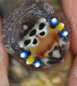 Gouldian Finch, Diamante Gould, Gouldamadine(Chloebia gouldiae), ( Erythrura gouldiae), amada Gouldové, Gouldsamadine, Pinzón de Gould, harlekiinipeippo, Diamant de Gould,   Diamante di Gould, kokinchou, コキンチョウ, Gould-amandine, amadyniec,   Гульдова амадина, amada pestrá