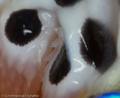 Gallery mouthmarkings