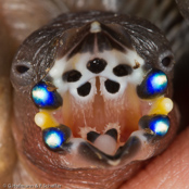 Gouldian Finch, Diamante Gould, Gouldamadine(Chloebia gouldiae), ( Erythrura gouldiae), amada Gouldové, Gouldsamadine, Pinzón de Gould, harlekiinipeippo, Diamant de Gould,   Diamante di Gould, kokinchou, コキンチョウ, Gould-amandine, amadyniec,   Гульдова амадина, amada pestrá