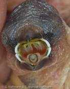 Grand Valley Munia, Capuchinho-do-grande-vale, Schwarzbrustnonne,(Lonchura teerinki), (Munia t. teerinki),  panenka černoprsá,  Schwarzbrust-Schilffink,  Sortbrystet Sivfinke, Capuchino del Gran Valle, niittymanikki, Capucin à poitrine noire, Cappuccino pettonero, miyamakimpara, ミヤマキンパラ, Baliem-rietvink, mniszka czarnopiersna, mníška ciernoprsá