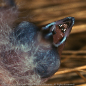 Grey-headed Silverbill, Bico-de-chumbo-de-cabeça-cinzenta, Perlhalsamadine,   (Lonchura griseicapilla),(Odonotospiza caniceps), amadina perlolící,  Perlehalsamadine, Capuchino de Cabeza Gris, huppuhopeanokka, Capucin à tête grise, Becco d'argento testagrigia, okinachou, オキナチョウ,  Parelhaslamadine, srebrnodziobek szaroglowy, mníška perlolíca