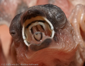 Hooded Munia, Prachtnonne, Capuchinho-da-nova-inglaterra, (Lonchura spectabilis), New Britain Mannikin, panenka nádherná, Pragtnonne, Capuchino de Nueva Bretaña, mustahuppumanikki,   Capucin à capuchon, Cappuccino pettobianco della Nuova Britannia, nyu-buritenshimakokin, ニュアブエイテンシマコキン, Witbuiknon, mniszka papuaska,   mníška kapucnová
