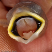 Indian Silverbill, Manon- indiano,, Malabarfasänchen, (Euodice malabarica), (Lonchura malabarica), White-throated Munia, stříbrozobka malabarská, Afrikansk Sølvnæb, Capuchino Gorjeador, idänhopeanokka, Capucin bec-de-plomb, Söngstrildi, Becco d'argento indiano, afurikaginbashi, アフリカギンバシ, Loodbekje, srebrnodziobek, afrykanski, Амадина серебряноклювая, mníška striebrozobka,