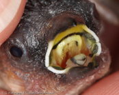 Javanese Mannikin, Capuchinho-de-java, Javabronzemännchen. (Lonchura leucogastroides), Javan Munia, panenka hnědohřbetá, Javabronzefinke, Capuchino de Java, mustakaulamanikki, Capucin javanais,  Cappuccino di Giava, koshigurokimpara,コシグロキンパラ, Javaans Bronzemannetje, mniszka bialobrzucha, mníška hnedochrbtá