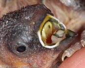 Javanese Mannikin, Capuchinho-de-java, Javabronzemännchen. (Lonchura leucogastroides), Javan Munia, panenka hnědohřbetá, Javabronzefinke, Capuchino de Java, mustakaulamanikki, Capucin javanais,  Cappuccino di Giava, koshigurokimpara,コシグロキンパラ, Javaans Bronzemannetje, mniszka bialobrzucha, mníška hnedochrbtá