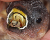 Javanese Mannikin, Capuchinho-de-java, Javabronzemännchen. (Lonchura leucogastroides), Javan Munia, panenka hnědohřbetá, Javabronzefinke, Capuchino de Java, mustakaulamanikki, Capucin javanais,  Cappuccino di Giava, koshigurokimpara,コシグロキンパラ, Javaans Bronzemannetje, mniszka bialobrzucha, mníška hnedochrbtá