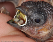 Javanese Mannikin, Capuchinho-de-java, Javabronzemännchen. (Lonchura leucogastroides), Javan Munia, panenka hnědohřbetá, Javabronzefinke, Capuchino de Java, mustakaulamanikki, Capucin javanais,  Cappuccino di Giava, koshigurokimpara,コシグロキンパラ, Javaans Bronzemannetje, mniszka bialobrzucha, mníška hnedochrbtá