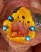 Mindanao Parrot-Finch,  Coloria, Buntkopf Papageiamadine, (Erythrura coloria),  amada červenouchá, Mangefarvet Papegøjeamadine, Pinzón Loro de Mindanao,  mindanaonparatiisipeippo, Diamant de Mindanao, Diamante di monte Katangland,   hooakaseikouchou, ホオアカセイコウチョウ, Mindanao-papegaaiamadine, papuzik czerwonouchy, amada cervenosluchá