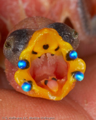 Mindanao Parrot-Finch,  Coloria, Buntkopf Papageiamadine, (Erythrura coloria),  amada červenouchá, Mangefarvet Papegøjeamadine, Pinzón Loro de Mindanao,  mindanaonparatiisipeippo, Diamant de Mindanao, Diamante di monte Katangland,   hooakaseikouchou, ホオアカセイコウチョウ, Mindanao-papegaaiamadine, papuzik czerwonouchy, amada cervenosluchá