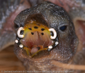 Orange-cheeked Waxbill, Laranjinha, Orangebäckchen, (Estrilda melpoda), astrild oranžovolící, Orangekindet Astrild, Astrild de Mejillas Anaranjadas,   savannivahanokka, Astrild à joues orange, Kvakstrildi, Astrilde guancearancio,   houkouchou, ホオアカカエデチョウ, Oranjekaakje, astryld zlotolicy, astrilda oranžolíca
