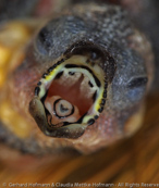 Painted Firetail, Amandine-pintada, Gemalte Amadine, (Emblema picta), astrild rudokrký, Malet Astrild, Pinzón Pintado, helmituliperä, Diamant peint,   Diamante variopinto, komachisuzume, コマチスズメ, Geschilderde Astrild,   krasniczek czerwonolicy, diamantovka malovaná