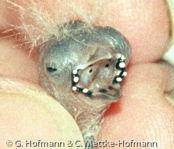 Pale-fronted Nigrita, negrita-de-rosto-pálido, Blassstirnschwärzling, (Nigrita-luteifrons1),černoušek žlutočelý, Gulpandet Skovastrild, Pinzón Negro de Frente Pálido, nokipeippo,  Nigrette à front jaune, Nigrita frontechiara,   shirobitaikurokimpara, シロビタイクロキンパラ, Bleekkop-negervink, nigrita jasnoczelna, cernácik žltocelý