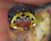 Pin-tailed Parrotfinch, Quadricolor,  Lauchgrüne Papageiamadine, (Erythrura prasina), Verdelhão Rabijunco,amada modrolící,  Løggrøn Papegøjeamadine,   Pinzón Loro de Cola Aguda, sateenkaaripeippo, Diamant quadricolore, Diamante quadricolore, seikouchou, セイコウチョウ, Lookgroene papegaaiamadine,   papuzik ostrosterny, amada modrolíca