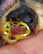 Pin-tailed Parrotfinch, Quadricolor,  Lauchgrüne Papageiamadine, (Erythrura prasina), Verdelhão Rabijunco,amada modrolící,  Løggrøn Papegøjeamadine,   Pinzón Loro de Cola Aguda, sateenkaaripeippo, Diamant quadricolore, Diamante quadricolore, seikouchou, セイコウチョウ, Lookgroene papegaaiamadine,   papuzik ostrosterny, amada modrolíca