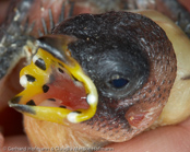 Pin-tailed Parrotfinch, Quadricolor,  Lauchgrüne Papageiamadine, (Erythrura prasina), Verdelhão Rabijunco,amada modrolící,  Løggrøn Papegøjeamadine,   Pinzón Loro de Cola Aguda, sateenkaaripeippo, Diamant quadricolore, Diamante quadricolore, seikouchou, セイコウチョウ, Lookgroene papegaaiamadine,   papuzik ostrosterny, amada modrolíca