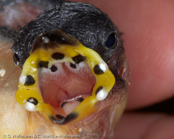 Pin-tailed Parrotfinch, Quadricolor,  Lauchgrüne Papageiamadine, (Erythrura prasina), Verdelhão Rabijunco,amada modrolící,  Løggrøn Papegøjeamadine,   Pinzón Loro de Cola Aguda, sateenkaaripeippo, Diamant quadricolore, Diamante quadricolore, seikouchou, セイコウチョウ, Lookgroene papegaaiamadine,   papuzik ostrosterny, amada modrolíca