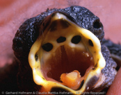 Western Bluebill, Bicudo,  Rotbrust-Samenknacker, (Spermophaga haematina) louskáček červenoprsý, Rødbrystet Frøknækker, Pinzón Pico Azul de Pecho Rojo, pensassininokka, Sénégali sanguin, Beccoblu occidentale, kurogaoaohashikimpara, クロガオアオハシキンパラ, Roodborst-blauwsnavel,   plomiennik czarnoglowy, luskácik cervenoprsý