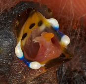 Red-billed Firefinch, Amaranto, Senegal Amrant, (Lagonosticta senegala),Granadeiro de bico vermelho, Senegalamarant, amarant malý, Amarant, Pinzón Candela de Pico Rojo,  ruusupeippo, Amarante du Sénégal, Logastrildi, Amaranto beccorosso,   kougyokuchou, コウギョクチョウ, Vuurvinkje, amarantka czerwonodzioba,   Крошечный амарант, amarant cervenozobý, Rödnäbbad amarant