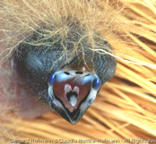 Red-cheeked Cordon-blue, Cordon-blue, Schmetterlingsastrild, (Uraeginthus bengalus), Red-cheeked Blue-Waxbill, motýlek rudouchý, Sommerfuglefinke,   Cordón Azul de Mejillas Rojas, punaposkipeippo, Cordonbleu à joues rouges,   Blástrildi, Cordon blu guancerosse, seikichou, セイキチョウ, Blauwfazantje,   motylik krasnouchy, Красноухий астрильд, motýlik cervenosluchý