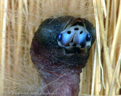 Red-cheeked Cordon-blue, Cordon-blue, Schmetterlingsastrild, (Uraeginthus bengalus), Red-cheeked Blue-Waxbill, motýlek rudouchý, Sommerfuglefinke,   Cordón Azul de Mejillas Rojas, punaposkipeippo, Cordonbleu à joues rouges,   Blástrildi, Cordon blu guancerosse, seikichou, セイキチョウ, Blauwfazantje,   motylik krasnouchy, Красноухий астрильд, motýlik cervenosluchý