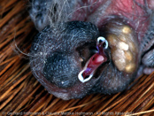 Red-faced Pytilia, Rotmaskenastrild, , Aurora de face vermelha, (Pytilia hypogrammica), astrild rudočelý, Rødmasket Astrild,  Pinzón de Alas Amarillas,   keltasiipipeippo, Beaumarquet à ailes jaunes, Astro facciarossa, kibanebijosuzume, キバネビジョスズメ, Roodmasker-astrild, melba czerwonolica,   pytília cervenocelá